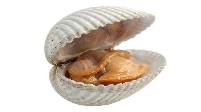 Single open raw cockle shell with orange meat raw shellfish marine life ocean food seafood ingredient white background macro photography sea creature protein source ocean harvest fresh food
