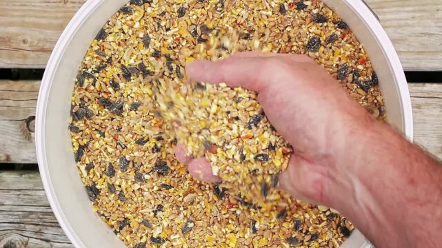 Person running their hand through mixed birdseed, showing a blend of sunflower seeds, grains, and other seeds for wild bird feeding.