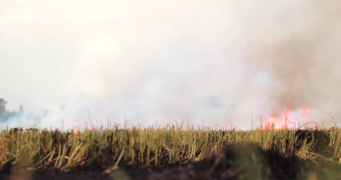 Smoke rising from agricultural field burning after harvest, crop residue burning, air pollution, haze and environmental impact in a rural landscape