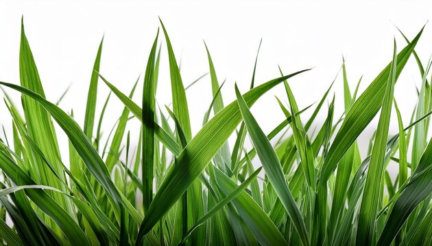 grass blades texture overlay leaves of grass isolated on white background