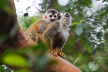 Central American squirrel monkey perched on a tree branch in the tropical rainforest of Costa Rica. © david