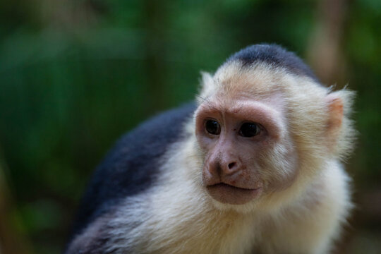 Close-up portrait of a white-faced capuchin monkey (Cebus capucinus) in its natural rainforest habitat in Costa Rica.