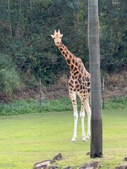 giraffe in the zoo © Jess