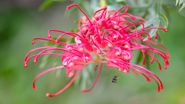 Macro photo of Australian native stingless bee flying near a red Grevillea flower Tetragonula