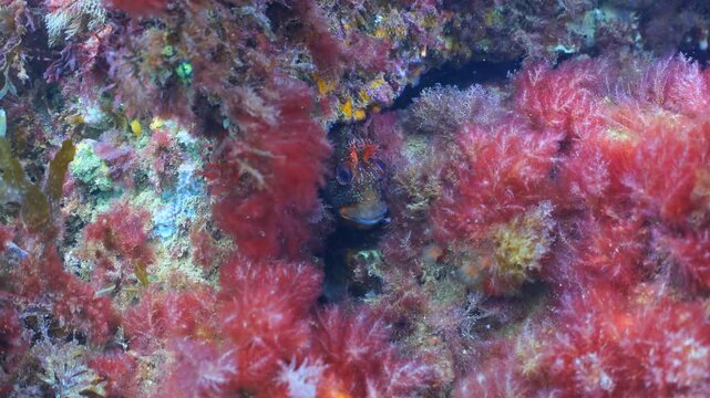 Underwater close up shot of Tompot Blenny hiding on Swanage Pier piling.
