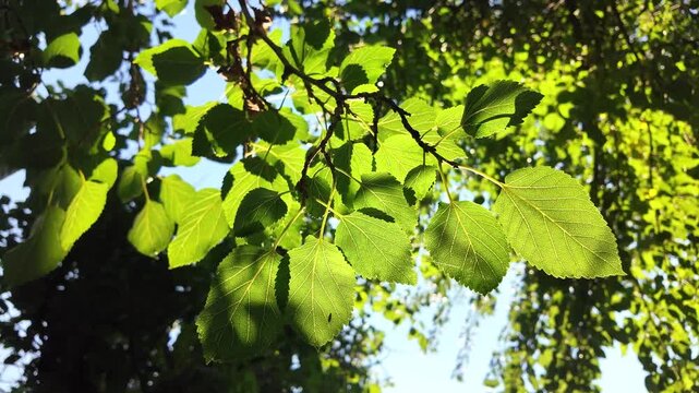 Close-up of vibrant green tree leaves backlit by bright warm sunlight against a blue sky. Detailed view of the leaf veins and texture. Perfect for nature, environment, and spring concepts.