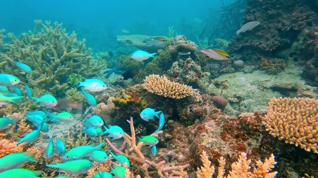 Blue green chromis fish swimming in a healthy coral garden, showcasing the rich marine life and biodiversity of the underwater world in the Fiji islands, Rainbow Reef