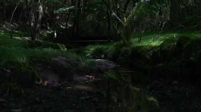 A gently flowing stream in the forest