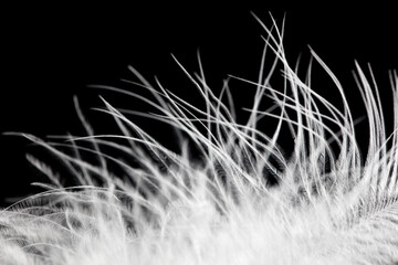 A close up of a feather with a black background © schankz