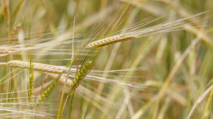 Obraz premium Golden wheat spikes sway gently in a sunlit field
