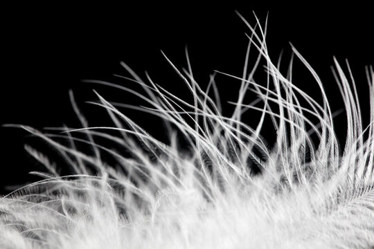 A close up of a feather with a black background