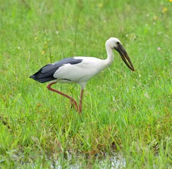 Obraz premium Open-bill stork standing in a lush wetland meadow surrounded by green grasses, wildflowers, and shallow water. The wading bird is photographed in its natural habitat in Thailand.