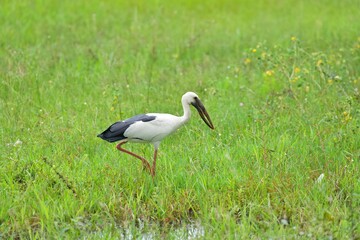 Obraz premium Open-bill stork standing in a lush wetland meadow surrounded by green grasses, wildflowers, and shallow water. The wading bird is photographed in its natural habitat in Thailand.