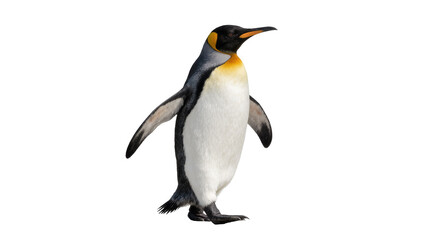 Obraz premium King penguin with black and white feathers yellow neck markings, isolated on transparent background