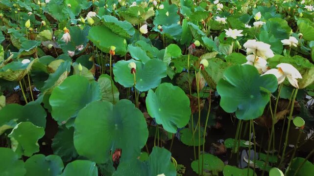 Aerial drone footage flying over a vast pond covered with white lotus flowers and green leaves.	