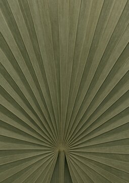 Textured geometric palm leaf pattern.