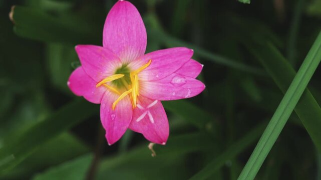 Close-up video of pink rain lily flower swaying in the wind	