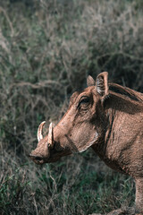 Close side portrait of an African warthog in Kenya © Даниил Остролуцкий