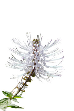 Close up of a blooming Java tea or cat whiskers medicinal herb plant isolated on transparent background png