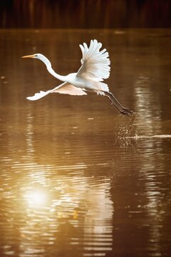 The Great egret (Ardea alba) on the water surface.