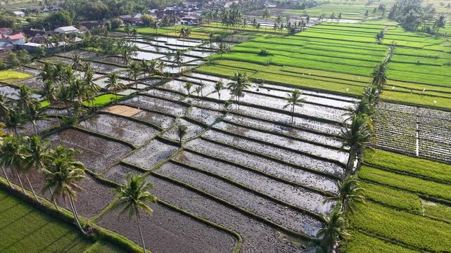 Aerial view of flooded rice paddies. Rows of green fields reflect the sun at Candipuro, Lumajang
