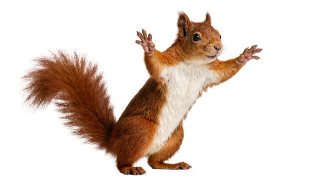 Fluffy red squirrel with bushy tail arms raised, isolated on transparent background