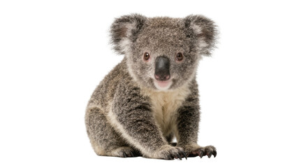 Fluffy grey koala cub sitting, isolated on transparent background © PNGIG