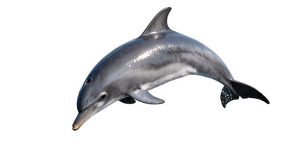 Fototapeta premium Gray dolphin leaping, isolated on transparent background