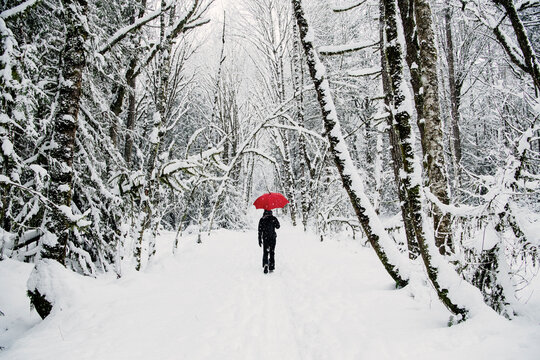 South Asian person walking with red umbrella in snowy forest path