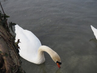 swan on the lake © Kayleigh