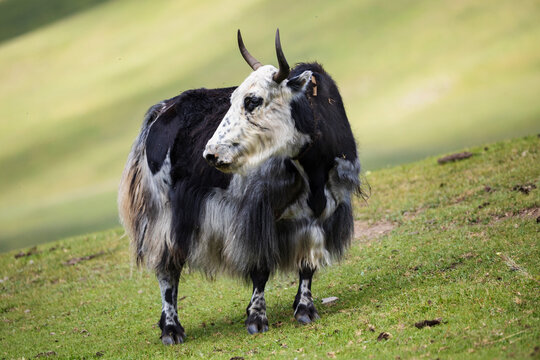 Yak standing on grass pasture in Kham Tibet, sichuan province