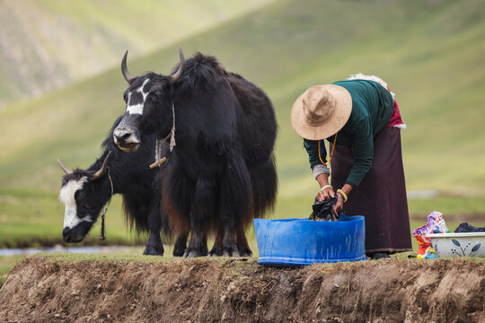 Tibetan nomadic woman doing laundry outdoors yaks