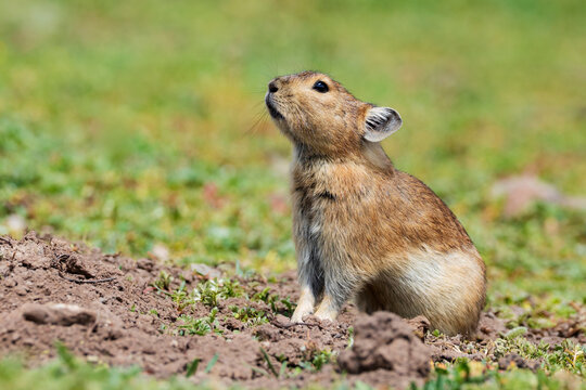 Plateau Pika in alpine meadow habitat of Kham Tibet