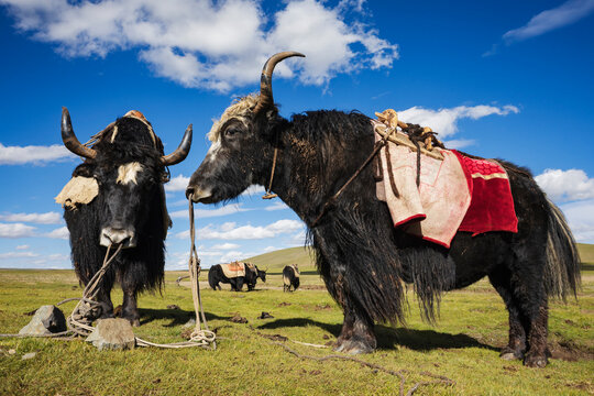 Pack yaks with packing gear on grassy plain in Kham Tibet