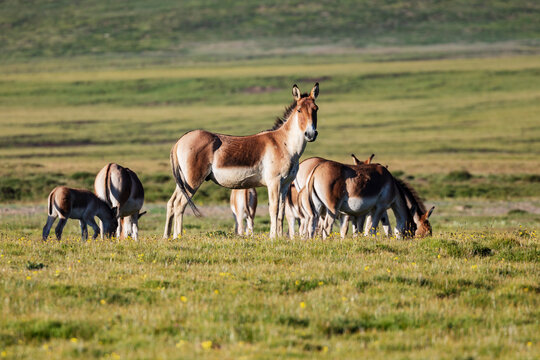 Kiang wild ass stallion guards its herd in tibetan grasslands