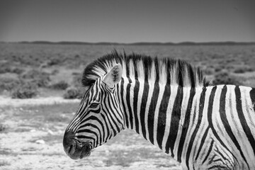 Fototapeta premium Zebras roams the open plains of Etosha National Park, their striking black-and-white patterns standing out against Namibia's sunlit savanna and vast salt-pan landscape.