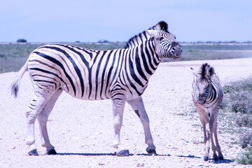 Fototapeta premium Zebras roams the open plains of Etosha National Park, their striking black-and-white patterns standing out against Namibia's sunlit savanna and vast salt-pan landscape.
