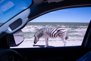 Fototapeta premium Zebras roams the open plains of Etosha National Park, their striking black-and-white patterns standing out against Namibia's sunlit savanna and vast salt-pan landscape.