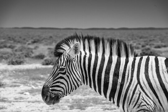 Zebras roams the open plains of Etosha National Park, their striking black-and-white patterns standing out against Namibia's sunlit savanna and vast salt-pan landscape.