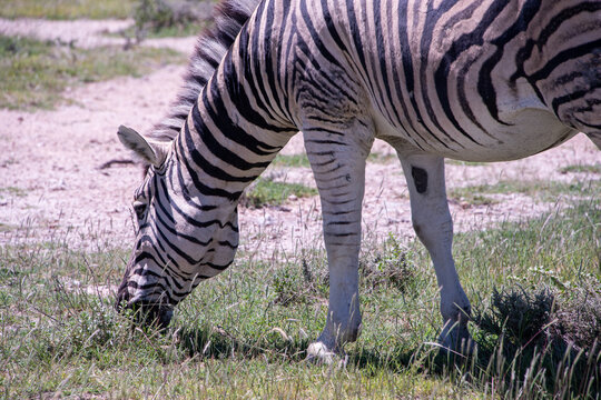 Zebras roams the open plains of Etosha National Park, their striking black-and-white patterns standing out against Namibia's sunlit savanna and vast salt-pan landscape.