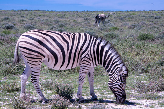 Zebras roams the open plains of Etosha National Park, their striking black-and-white patterns standing out against Namibia's sunlit savanna and vast salt-pan landscape.