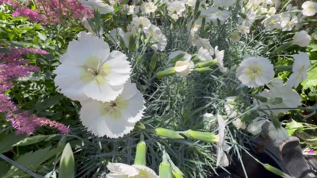 Close up of fringed white dianthus flowers blooming alongside pink perennials.