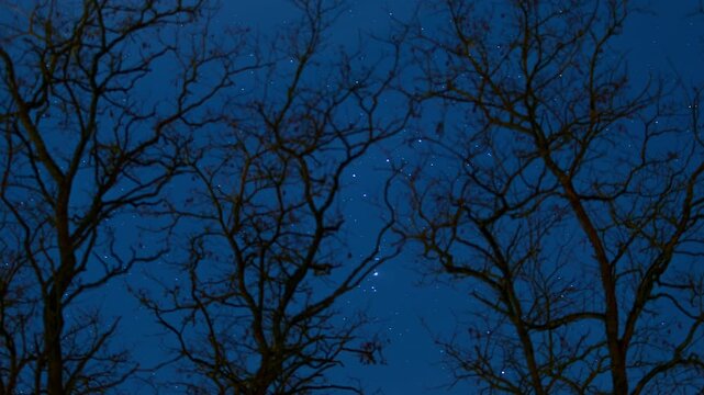 The constellation Orion through tree branches