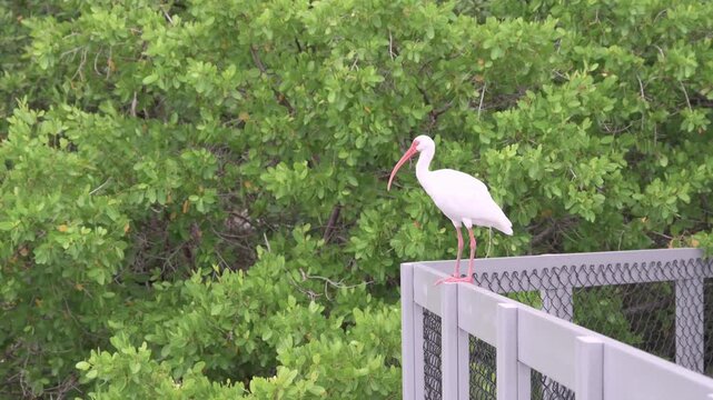 White ibis bird perched on a metal railing against dense green foliage, evoking calm wildlife and coastal mangrove habitat; natural scene emphasizing solitude, nature, and birdwatching outdoors.


