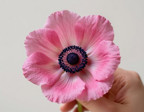 Close-up vibrant pink anemone flower isolated on soft neutral background with shallow depth of field