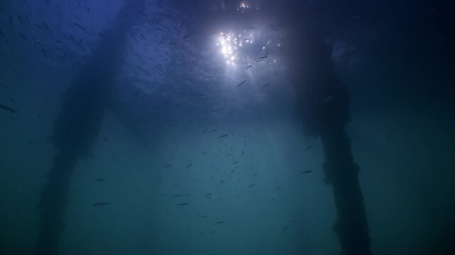 Underwater shot under Swanage Pier with shoals of small fish swimming amongst the piling with sunlight filtering down 