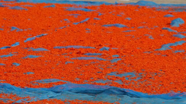 Tiny orange dried shrimp sun-drying on blue fishing net, close-up texture of traditional Thai coastal seafood preservation, colorful vibrant food ingredient background