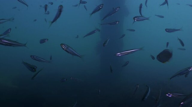 Underwater shot of Sprat fish swimming in a school under Swanage Pier. Dorset, UK
