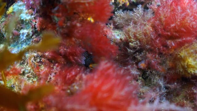 Underwater close up shot of Tompot Blenny hiding on Swanage Pier piling.
