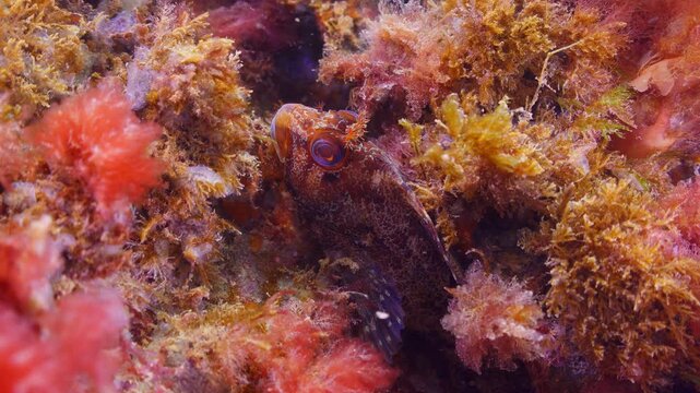 Underwater close up shot of Tompot Blenny hiding on Swanage Pier piling.